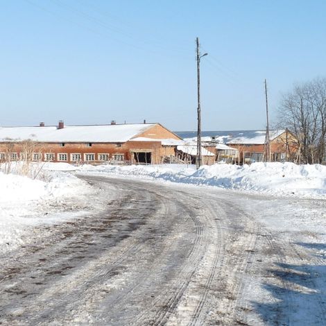 Скотопомещения ООО "Куратово" располагаются в д. Выльгрезд.